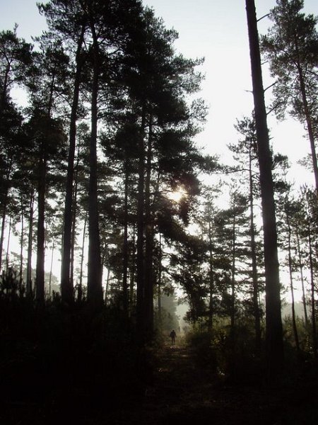 2007 10 Bois de Rochefort 15